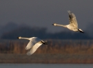 Bewick-Swans_73715.jpg