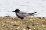 Black-Tern_30633.jpg