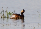 Black-necked-Grebe_40375.jpg