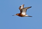 Black-tailed-Godwit_45767.jpg