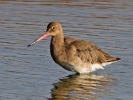 Black-tailed-Godwit_52801.jpg