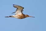 Black-tailed-Godwit_53145.jpg