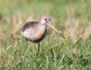 Black-tailed-Godwit_5D_27610.jpg