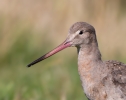 Black-tailed-Godwit_5D_27716.jpg