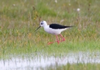 Black-winged-Stilt_28624.jpg