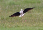 Black-winged-Stilt_28747.jpg