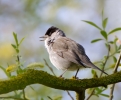 Blackcap-Male_32315.jpg