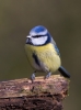 Blue-Tit_5D_01778.jpg