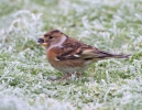 Brambling_71891.jpg