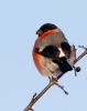 Bullfinch-Male_18121.jpg