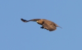 Buzzard-In-Flight_17201.jpg