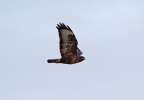 Buzzard-In-Flight_5248.jpg