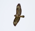 Buzzard-In-Flight_9017.jpg