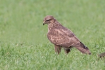 Buzzard_5D_35121.jpg