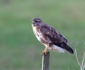 Buzzard_6617.jpg