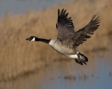 Canada-Goose_5D_08871.jpg