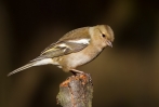 Chaffinch-Female_22975.jpg