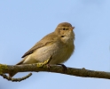 Chiffchaff_26380.jpg