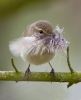 Chiffchaff_26953.jpg