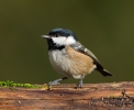 Coal-Tit_5D_01876.jpg