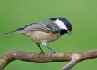 Coal-Tit_64888.jpg