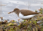 Common-Sandpiper_35014.jpg