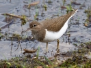 Common-Sandpiper_35123.jpg