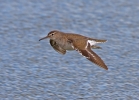 Common-Sandpiper_45045.jpg