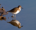 Common-Sandpiper_45590.jpg