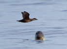 Common-Scoter_63570.jpg