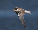 Common-Tern-Juv_48756.jpg