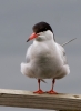 Common-Tern_43143.jpg