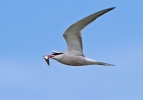 Common-Tern_47291.jpg