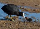 Coots_45810.jpg