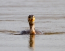 Cormorant_53214.jpg