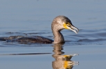 Cormorant_5D_29291.jpg