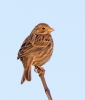 Corn-Bunting_5D_09261.jpg