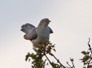 Cuckoo-Male_32830.jpg