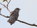 Cuckoo-Male_34594.jpg