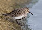 Dunlin_58802.jpg