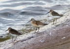 Dunlins_9078.jpg