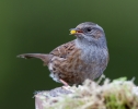 Dunnock_14309.jpg