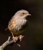 Dunnock_62550.jpg