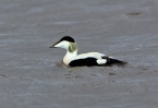 Eider-Male_5D_09111.jpg