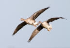 Eurasion-White-fronted-Gees.jpg