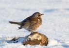 Fieldfare_18208.jpg