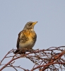 Fieldfare_5712.jpg