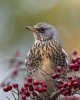 Fieldfare_65151.jpg