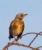 Fieldfare_70788.jpg