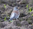 Fieldfare_7082.jpg